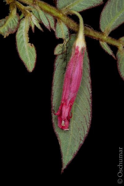 Columnea dictyophylla, photographed by Oscar Marín