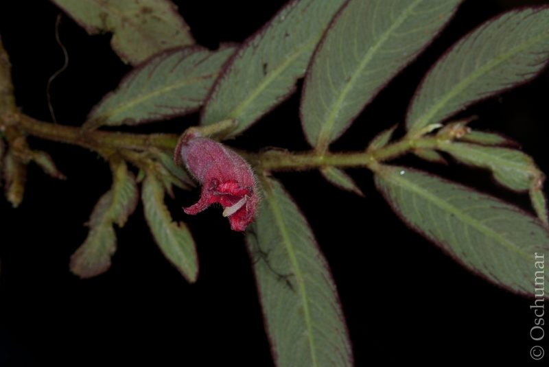Columnea dictyophylla, photographed by Oscar Marín