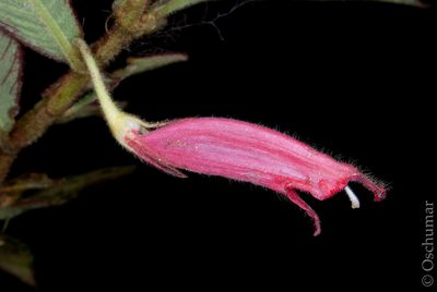Columnea dictyophylla, photographed by Oscar Marín
