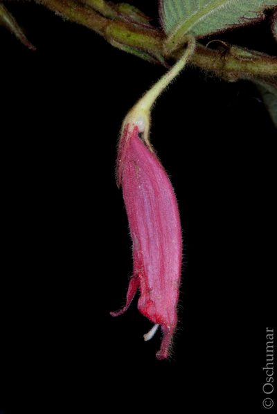 Columnea dictyophylla, photographed by Oscar Marín