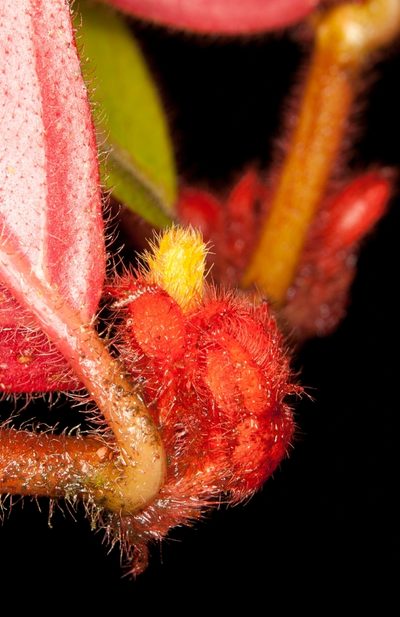 Columnea parviflora, photographed by Oscar Marín
