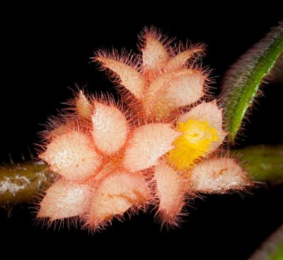 Columnea parviflora, photographed by Oscar Marín