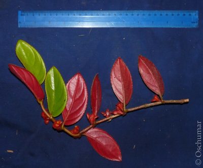 Columnea parviflora, photographed by Oscar Marín