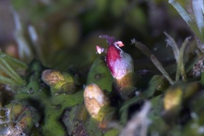 Hydrobryum puncticulatum, photographed by Shigeru Harazaki