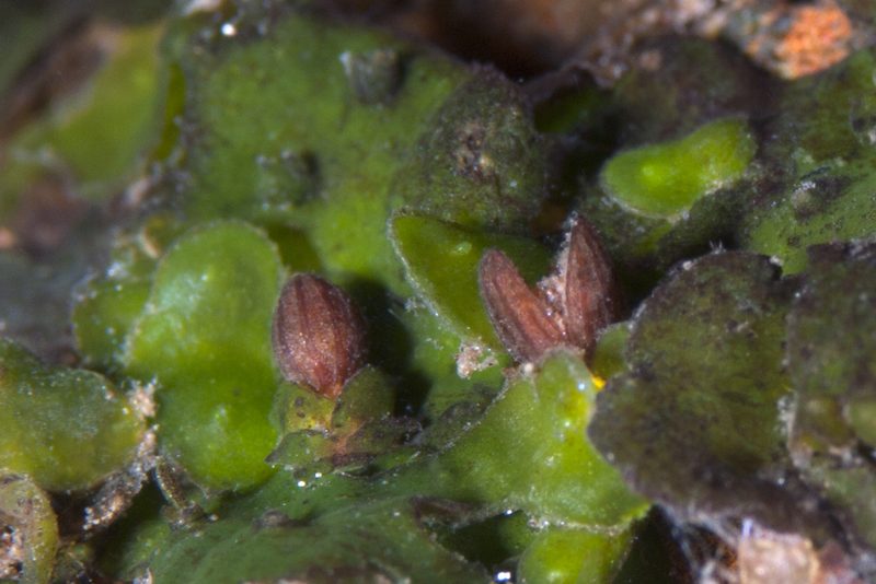 Hydrobryum puncticulatum, photographed by Shigeru Harazaki
