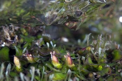 Hydrobryum puncticulatum, photographed by Shigeru Harazaki