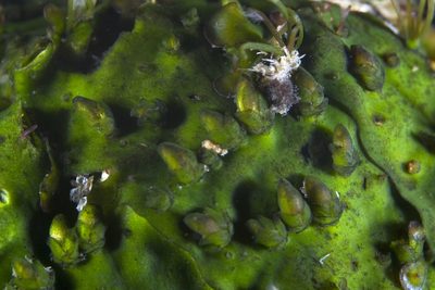 Hydrobryum puncticulatum, photographed by Shigeru Harazaki