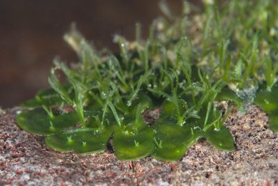 Hydrobryum puncticulatum, photographed by Shigeru Harazaki
