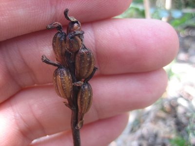 Gastrodia minor, photographed by Ed Wilson