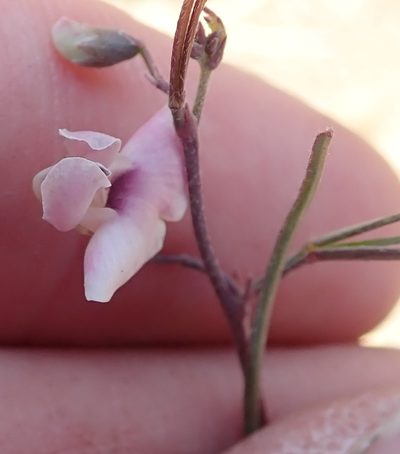 Dolichos angustissimus, photographed by Peter Warren