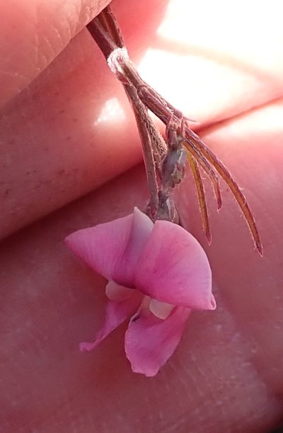 Dolichos angustissimus, photographed by Peter Warren