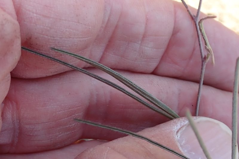 Dolichos angustissimus, photographed by Peter Warren