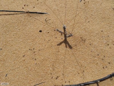 Pharnaceum lanuginosum, photographed by Chris Vynbos