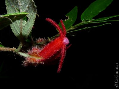 Columnea rosea, photographed by Oscar Marín