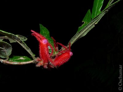 Columnea rosea, photographed by Oscar Marín