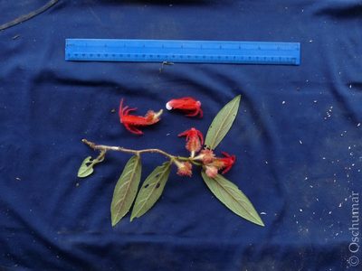 Columnea rosea, photographed by Oscar Marín