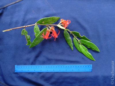 Columnea rosea, photographed by Oscar Marín