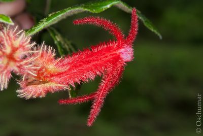 Columnea rosea, photographed by Oscar Marín