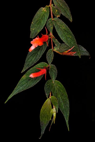 Columnea ceticeps, photographed by Oscar Marín