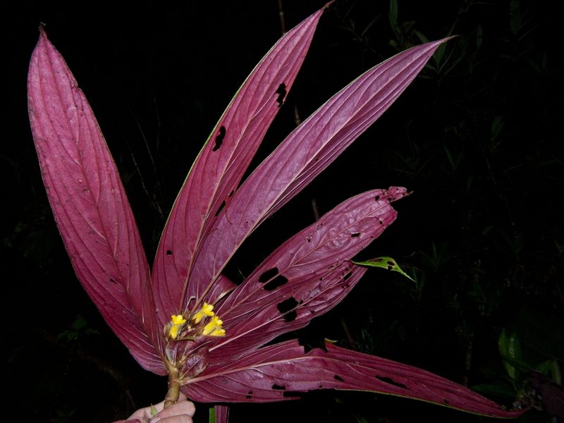Columnea rangelii, photographed by Oscar Marín