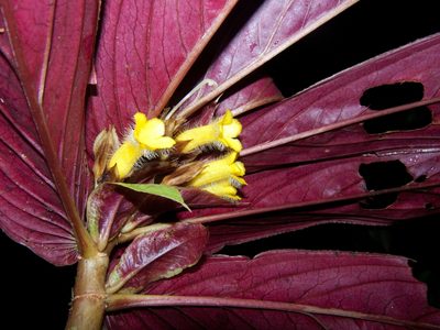 Columnea rangelii, photographed by Oscar Marín