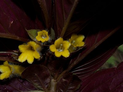 Columnea rangelii, photographed by Oscar Marín