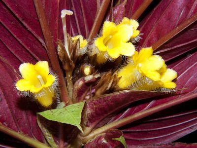 Columnea rangelii, photographed by Oscar Marín
