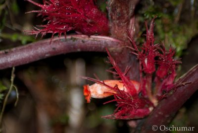 Trichodrymonia metamorphophylla, photographed by Oscar Marín