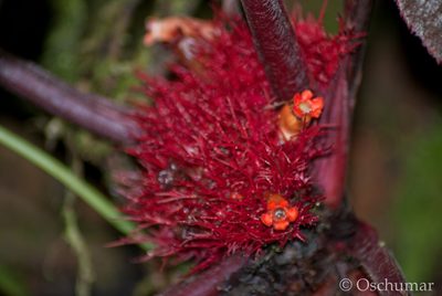 Trichodrymonia metamorphophylla, photographed by Oscar Marín