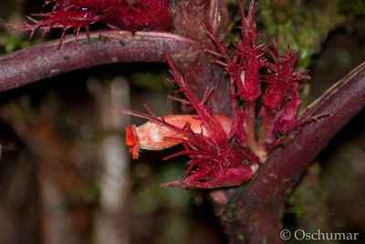 Trichodrymonia metamorphophylla, photographed by Oscar Marín