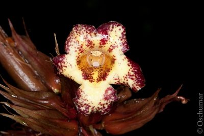 Trichodrymonia macrophylla, photographed by Oscar Marín