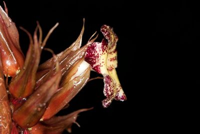 Trichodrymonia macrophylla, photographed by Oscar Marín
