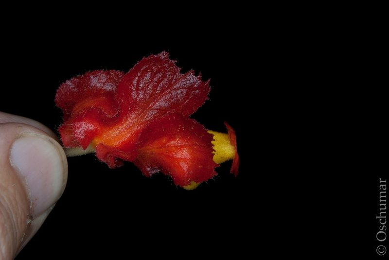 Drymonia dodsonii, photographed by Oscar Marín