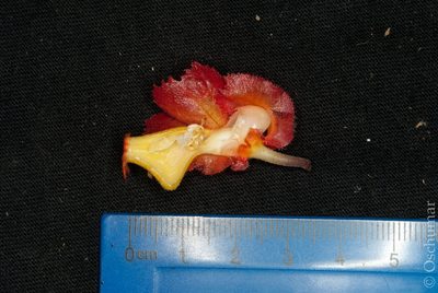 Drymonia dodsonii, photographed by Oscar Marín