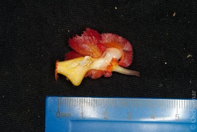 Drymonia dodsonii, photographed by Oscar Marín