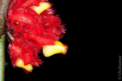 Drymonia dodsonii, photographed by Oscar Marín
