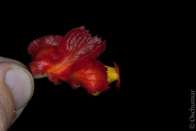 Drymonia dodsonii, photographed by Oscar Marín