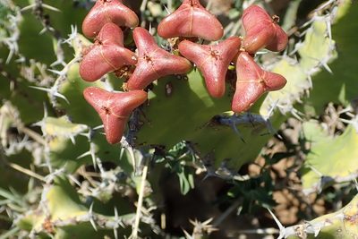 Euphorbia pseudocactus, photographed by Peter Warren