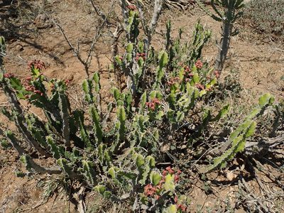 Euphorbia pseudocactus, photographed by Peter Warren