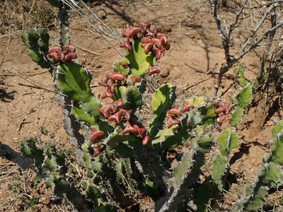 Euphorbia pseudocactus, photographed by Peter Warren