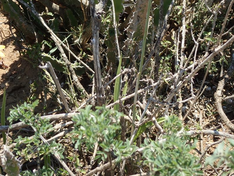 Euphorbia pseudocactus, photographed by Peter Warren