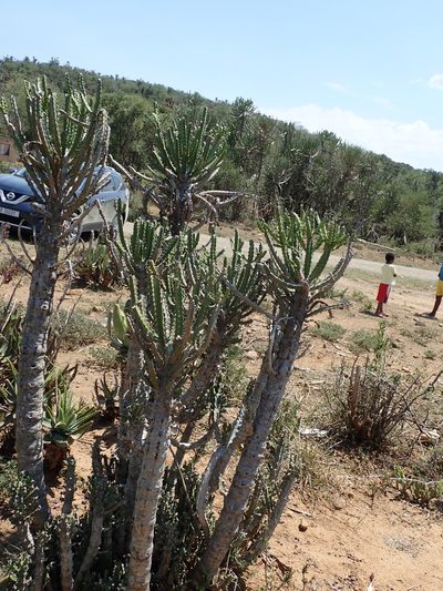 Euphorbia pseudocactus, photographed by Peter Warren