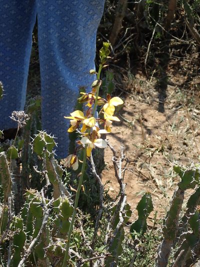 Euphorbia pseudocactus, photographed by Peter Warren
