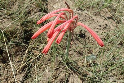 Cyrtanthus tuckii, photographed by Peter Warren