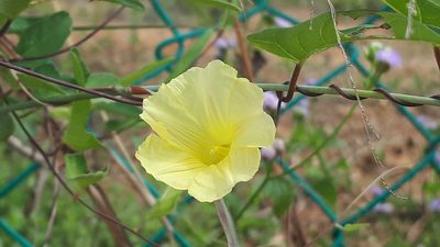 Merremia hirta, photographed by Ong Jyh Seng