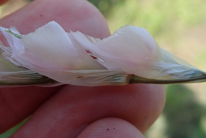 Dierama pallidum, photographed by Peter Warren