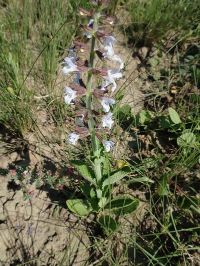 Salvia repens, photographed by Peter Warren