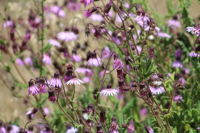 Senecio formosoides, photographed by GERMAN LEONEL SARMIENTO CRUZ