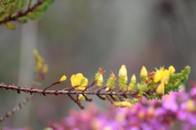 Hypericum goyanesii, photographed by GERMAN LEONEL SARMIENTO CRUZ