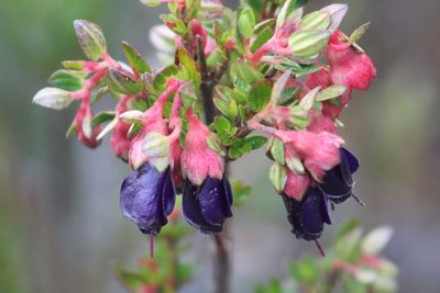 Brachyotum strigosum, photographed by GERMAN LEONEL SARMIENTO CRUZ